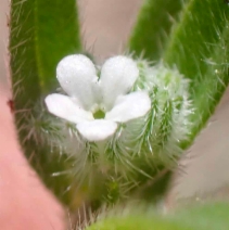 Cryptantha muricata var. muricata