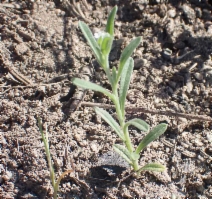 Cryptantha muricata var. muricata