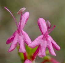 Centranthus ruber