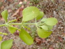 Phoradendron leucarpum ssp. macrophyllum