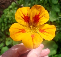 Tropaeolum majus
