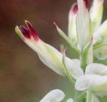 Fumaria capreolata