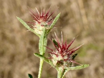 Centaurea melitensis