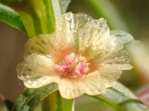 Salsola australis
