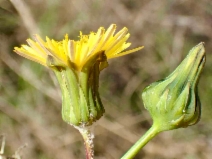 Sonchus oleraceus