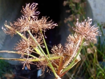 Cyperus eragrostis