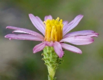 Lessingia filaginifolia