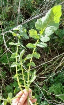 Hirschfeldia incana