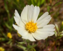 Layia pentachaeta ssp. albida