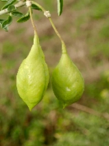 Isomeris arborea