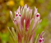 Castilleja brevistyla