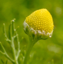 Matricaria occidentalis