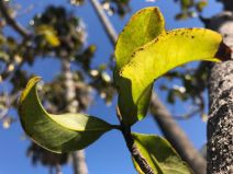Magnolia grandiflora
