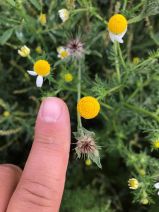Anthemis cotula