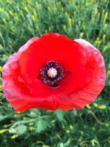Papaver rhoeas