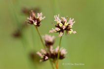 Juncus phaeocephalus var. phaeocephalus