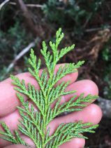 Chamaecyparis lawsoniana