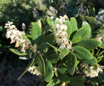 Comarostaphylis diversifolia