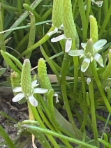 Myosurus minimus