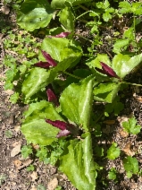 Trillium chloropetalum