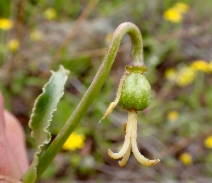 Fritillaria agrestis