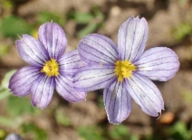Sisyrinchium bellum