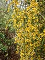 Acacia retinodes - Calflora