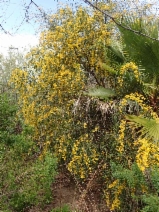 ぷぷ　603030アカシア Acacia retinodes - Calflora