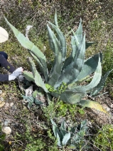 Agave americana - Calflora