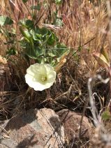 Calystegia malacophylla ssp. pedicillata