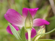 Calandrinia menziesii