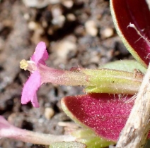 Diplacus congdonii