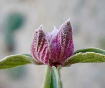 Monardella exilis - Calflora