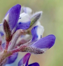 Lupinus pachylobus