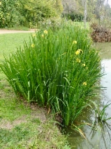 Iris pseudacorus