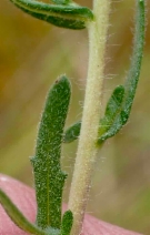 Deinandra kelloggii