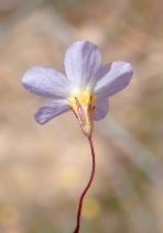 Leptosiphon bolanderi