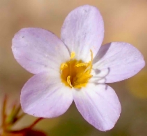Leptosiphon bolanderi