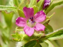 Geranium dissectum
