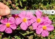 Cistus incanus