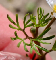Ranunculus aquatilis var. diffusus