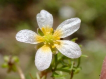 Ranunculus aquatilis var. diffusus