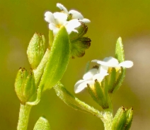 Plagiobothrys undulatus