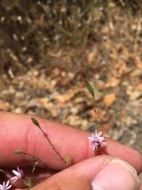 Lessingia micradenia var. micradenia