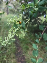 Lonicera interrupta - Calflora