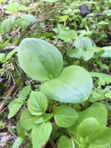 Listera banksiana