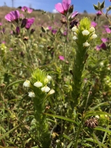Castilleja rubicundula ssp. rubicundula
