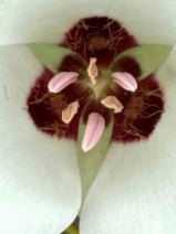 Calochortus catalinae