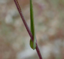 Streptanthus albidus ssp. peramoenus