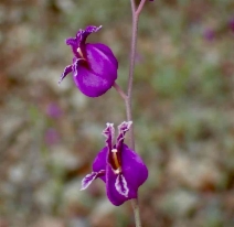Streptanthus albidus ssp. peramoenus